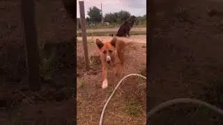 Просто так,обычные дела. Жизнь на хуторе