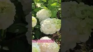 #magicalmontblanc