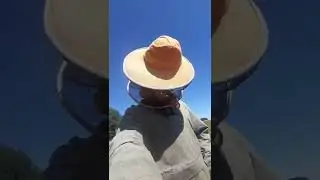 Работать в маске пчеловода в ветер практически невозможно. 