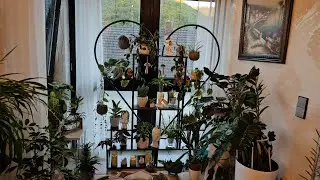 КОМНАТНЫЕ РАСТЕНИЯ,ЧТО НОВОГО #растения #nature #обзор #totalgaming #top #