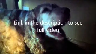 Dog video