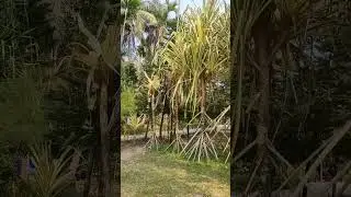 Sundarban Resort | Bagerhat    #sundarbon #resort #bagerhat