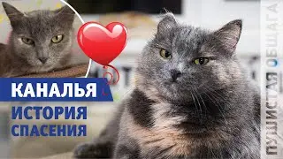 ИСТОРИЯ СПАСЕНИЯ КАНАЛЬИ