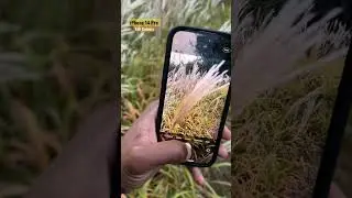 iPhone 14 Pro Macro Camera
