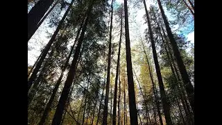 Ник персонажа на рулетке за 100р