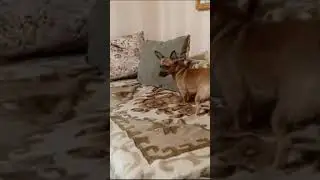 Просто Дора.