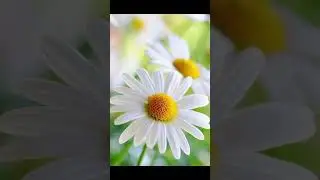 ПУСТЬ ВАША ЖИЗНЬ БУДЕТ ПОХОЖА НА РОМАШКУ, СВЕТЛАЯ И С СОЛНЫШКОМ ВНУТРИ ! 