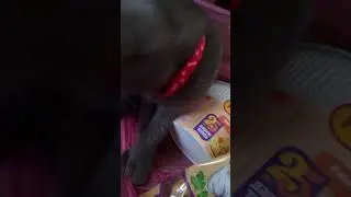 Любимый помощник❤️