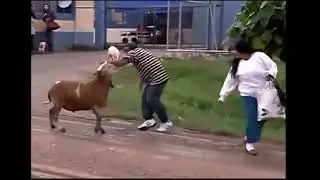 Videos de risa, ¡Oveja Furiosa Ataca a Todos!