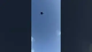 Elvin Mamedov — голуби в Грузии, необычные голуби 🕊