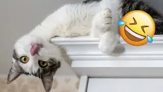 Funny Growling Cat Playing With Hand 🤣