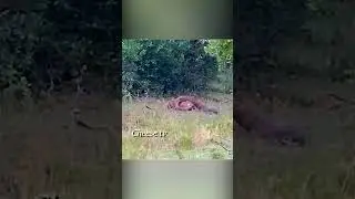 Питон напал леопарда и сделал его добычей.