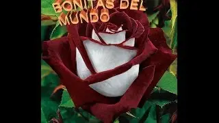 TOP LAS FLORES MAS BONITAS DEL MUNDO