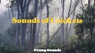 Sounds of Crickets ASMR (1 hour) | 귀뚜라미 소리 ASMR (1시간)