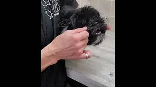 Trimming a difficult dogs face with scissors, Shih-Tzu/Poodle Puppy, short clip from full video