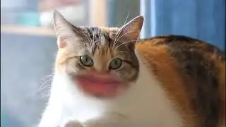 MEOW