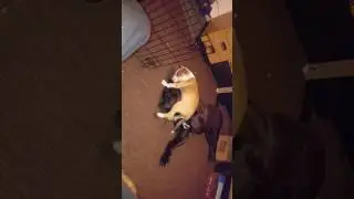 Neo mastiff v bull terrier