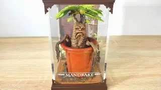 Mandrake -Magical Creatures No. 17  I Harry Potter