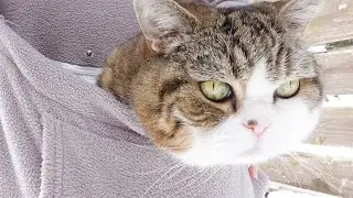 When Maru comes home from outside he's like a different cat.