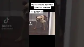 Тикток мемы