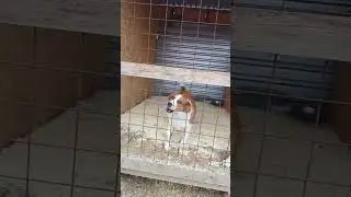 Хорошие собачки живут вместе  