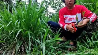 Mombasa and Mulato Ⅱ Grass for sale