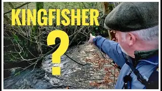 Kingfisher Wildlife Photography
