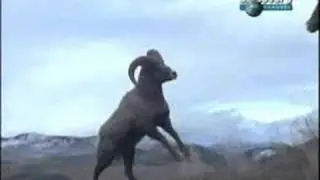 Airtel Express yourself ad with animals