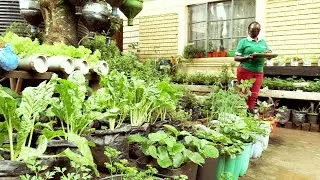 GROW VEGGIES AT YOUR URBAN HOME, EARN MILLIONS MONTHLY#viral #viral #farming #agriculture