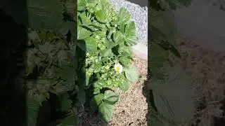 КЛУБНИКА заложила замечательный урожай, благодаря нашей методике подкормок!