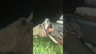 Koyun kuzu bide ben sizce güzel uyuyoruz mu
