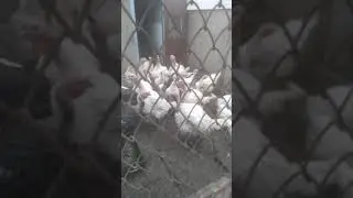 Патриоты индюки ( Слава Украине)
