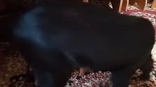кошка с собакой