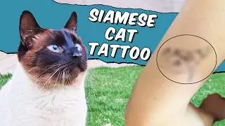 My Siamese Cat in Ink! Momo’s Tattoo Journey