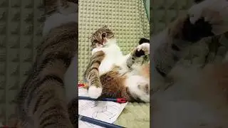 имбуля