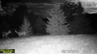 Bucks Cruising in a Thunderstorm