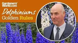 Caring for delphiniums | Golden Rules