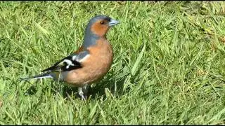 Chaffinch Bird Call bird Song