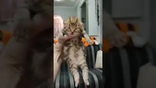 Мама кошка с котятами