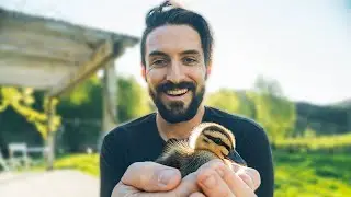 A Tiny New Family Member  | Homestead Renovation Series