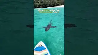 Go paddle boarding. Get some UNEXPECTED COMPANY 🐬🌊