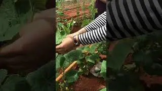 Hıyar bitkilerini (salatalık) ipe sarma 