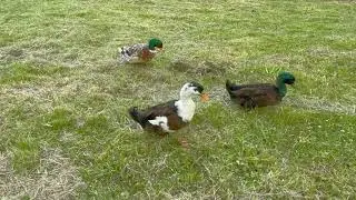 Walking Ducks in the Park