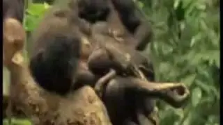 The Monkeys There - Derek O'Leary