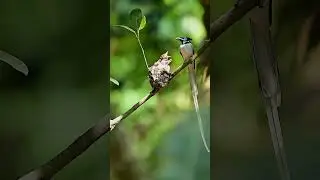 Indian Paradise Flycatcher | Nikon ZF 180-600mm | Wildlife Photography ।Birding ।  