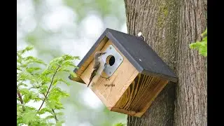 Bird Watching Titmouse