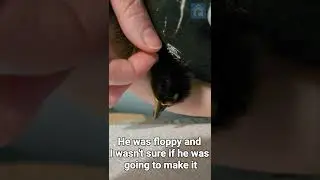 Cold Duckling Rescue