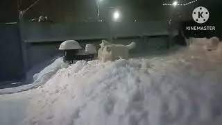 Аусси Красный Мрамор +79163125530