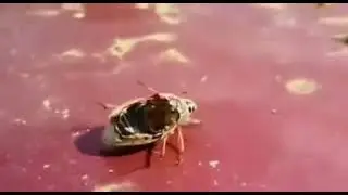 Beatle controlled by a parasite after its death