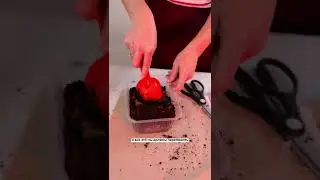Грунт для выращивания эустомы